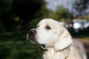 Young white labrador portrait