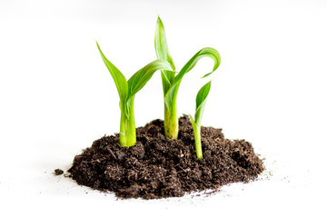 Concept birth of idea- sprout from soil on white background