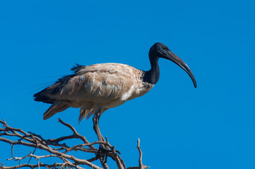 Sacred Ibis (Threskiornis aethiopicus)