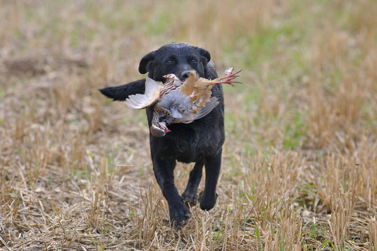 Black Labrador Retrieving  Partridge On Shoot Mid November