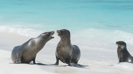 Arguing Sea Lions, Gardner Bay, Galapagos