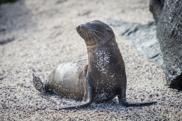 Fototapeta premium Baby Galapagos Sea Lion