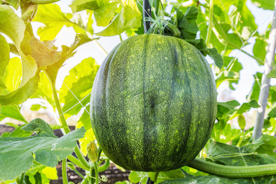fresh watermelon hanging  on tree in greenhouse 