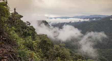 Cloud Forest Overview, Ecuador
