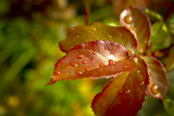 Autumn leaf with droplets