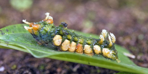 Colorful caterpillar in natural habitat