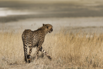Cheetah walk