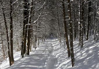 Winter forest in cold bright sunny day with walking path 