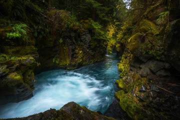 Blue stream and Fern covered Canyon Above Toketee Falls Douglas