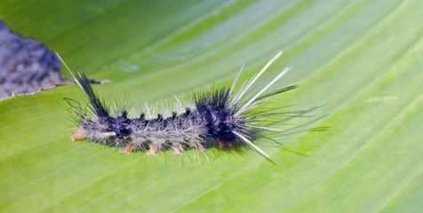 Colorful caterpillar in natural habitat