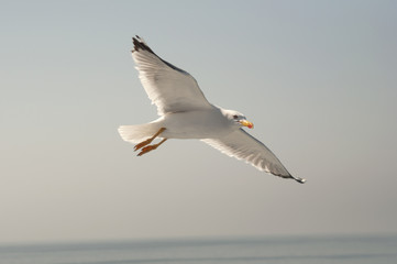 Obraz premium Gaviota en el cielo