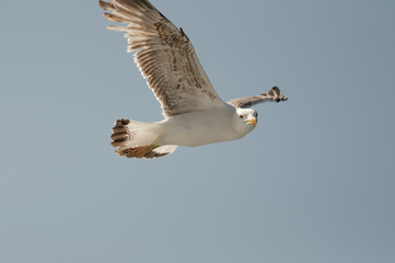 Gaviota en el cielo