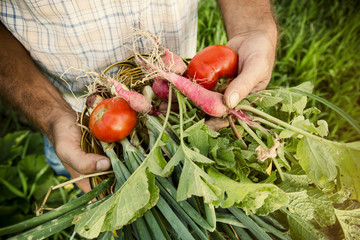 Fresh produces in a farmers hands