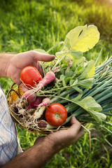 Vegetable picking &ndash; fresh vegetables in farmer&rsquo;s hands