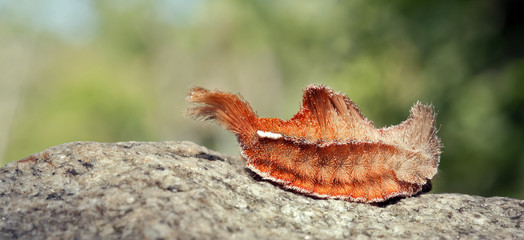 Colorful caterpillar in natural habitat