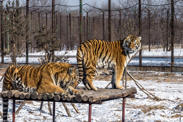 Siberian Tigers in Harbin, China