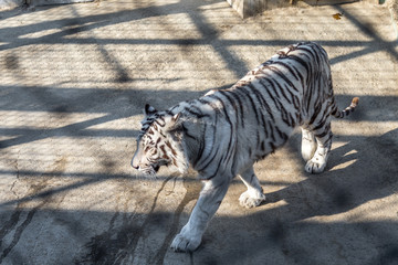 A White Tiger in Harbin, China