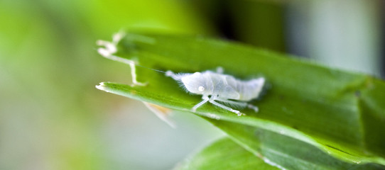 Transparent nymph of leafhopper on green leaf
