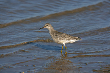 Knot Caldris canutus  feeding along the tideline