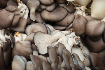 fresh common mushroom selling at vegetable market