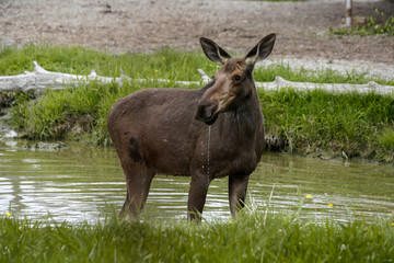Fototapeta premium alert female moose
