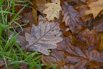 Fallen Oak Leaves Quercus robur in rain