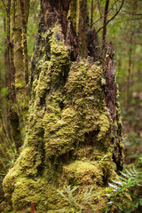 Moss covered forest