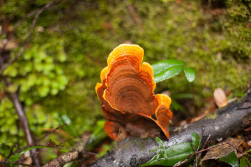 Orange bracket fungi