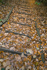 Fallen Oak Leaves Quercus robur on woodland path
