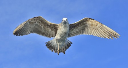 Flying Juvenile  Kelp gull (Larus dominicanus), also known as the Dominican gull and Black Backed Kelp Gull. Blue sky background. False Bay, South Africa