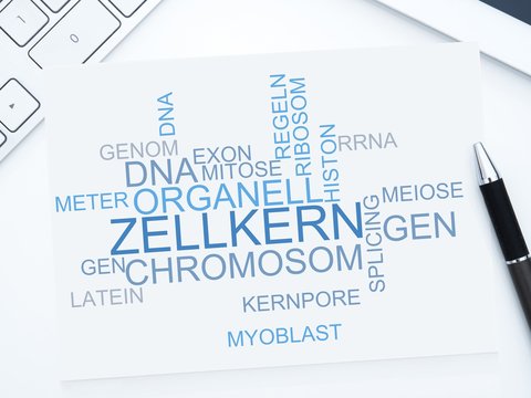 Zellkern
