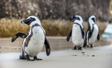 Fototapeta premium African penguin ( Spheniscus demersus)