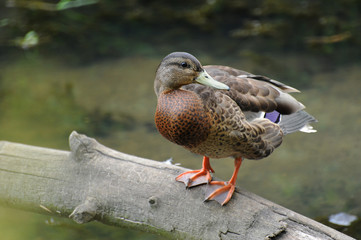 Gadwall
