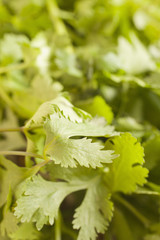 fresh cilantro leaves