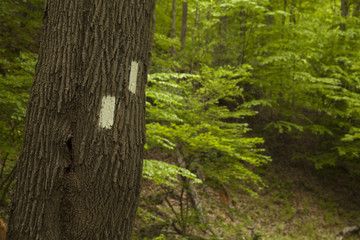 Appalachian Trail at Dunfield Creek, Delaware Water Gap, New Jersey, USA