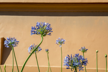 blue agapanto flowers