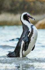 Fototapeta premium African penguin ( Spheniscus demersus)