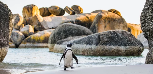 Fotobehang African penguin ( Spheniscus demersus) © Uryadnikov Sergey