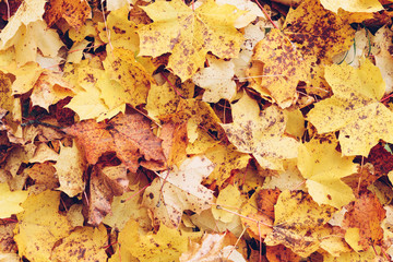 Colorful autumn leaves