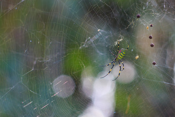 Spider spin its web
