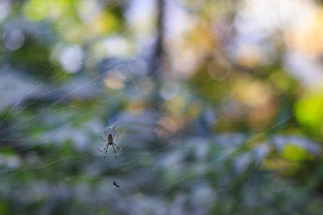 Spider spin its web