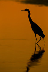 Reddish Egret Egretta rufeescens at dawn  Fort Myers beach Gulf Coast Florida USA