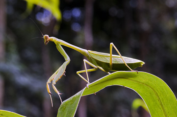 Mantis in hunting position on green leaf