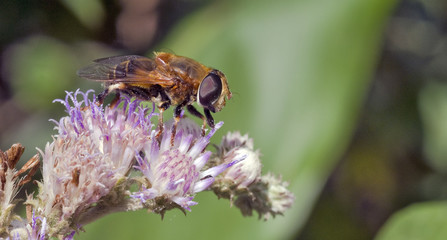 Fly on the purple flower