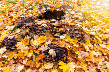 Autumn landscape with tree trunk and leaves
