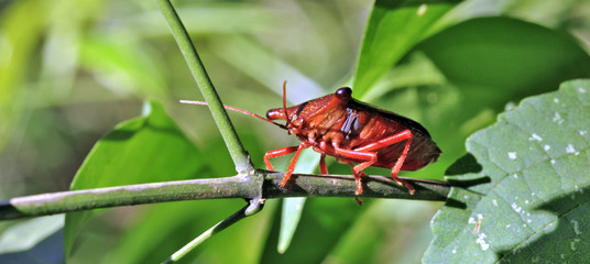 Bug sighted in remnants of Atlantic Rainforest