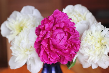 red and white peonies
