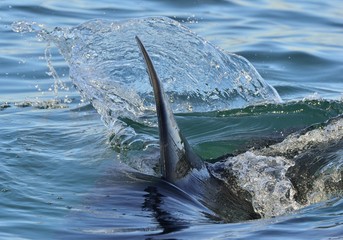 Shark fin above water. Closeup Fin of a Great White Shark (Carcharodon carcharias), swimming at...