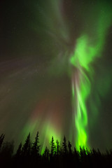 Angel of Northern Lights - Angel-shape of northern lights rise above alpine forest into the starry sky.