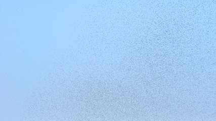 Many large cloud of mosquitoes against blue sky